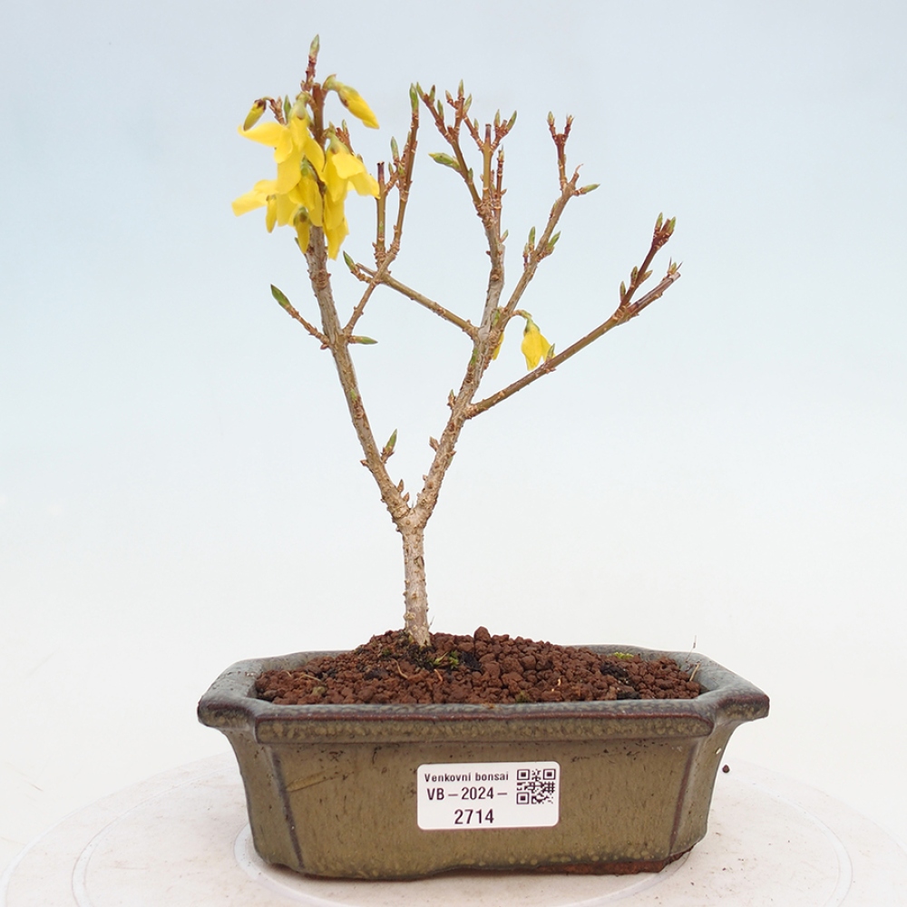Venkovní bonsai - Zlatice - Forsythia intermedia 