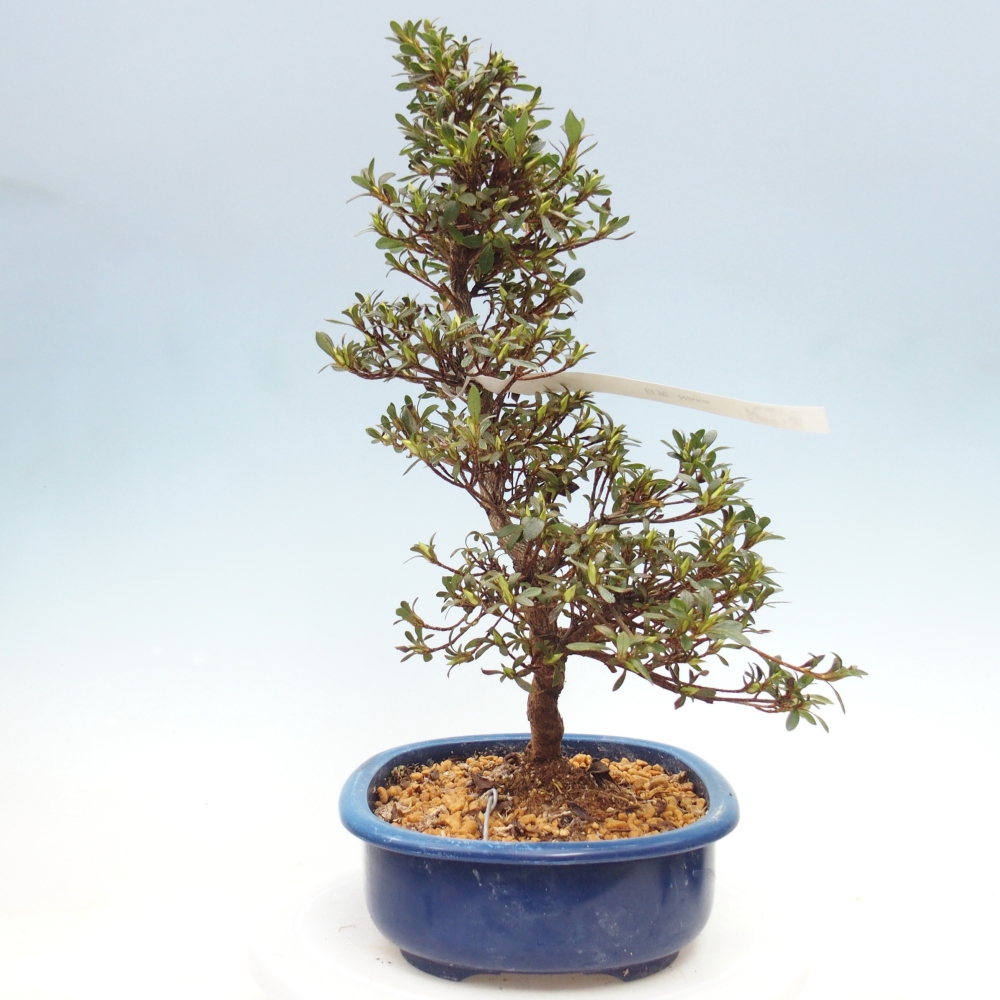 Venkovní bonsai - Japonská azalka - Azalea Nikko