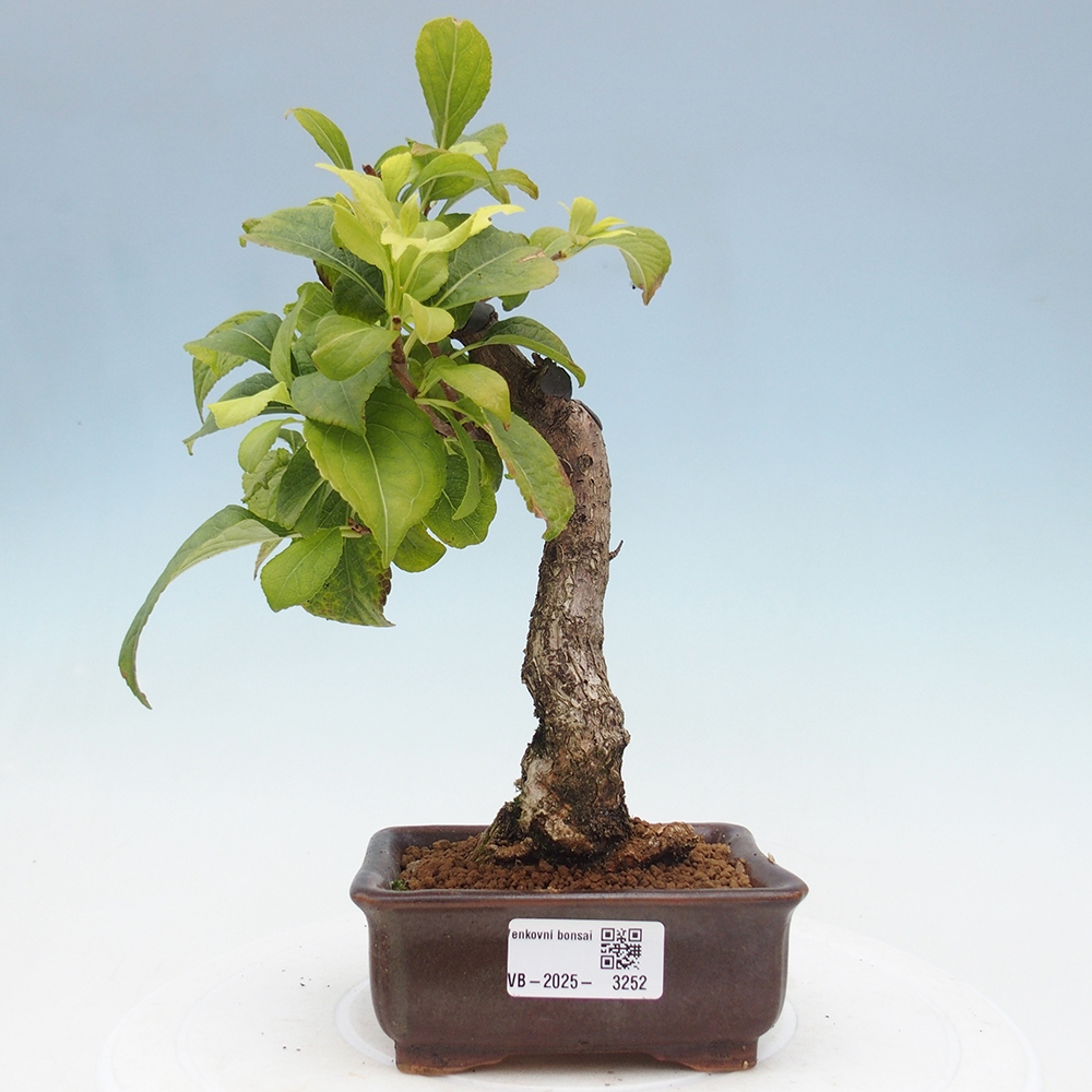 Venkovní bonsai - Celastrus  orbiculatus - Jesenec okrouhlolistý