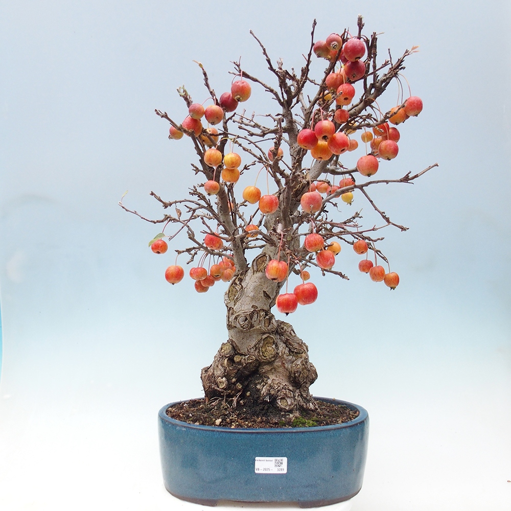 Venkovní bonsai -Malus halliana - Maloplodá jabloň