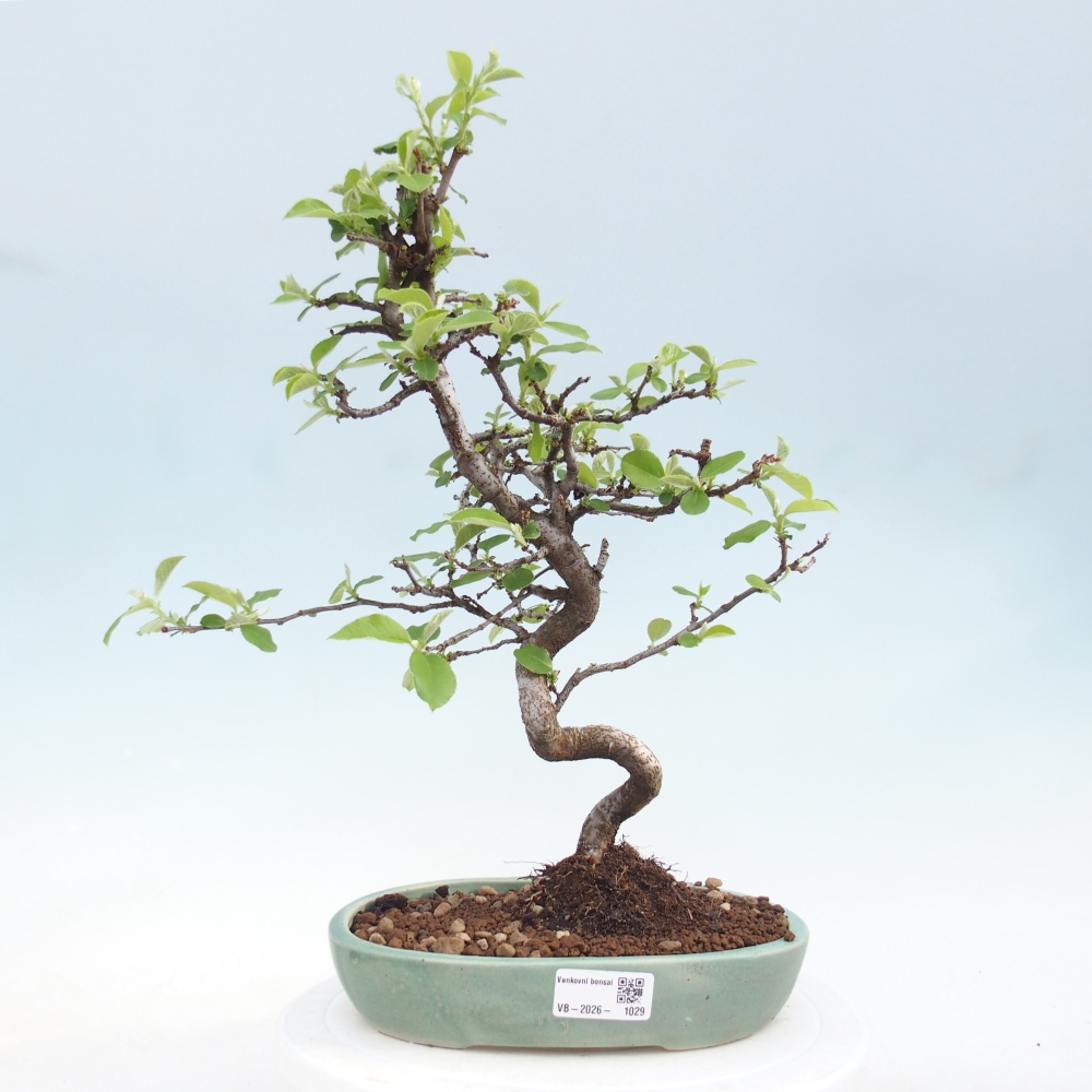 Venkovní  bonsai -  Chaneomeles chinensis - Kdoulovec čínsky