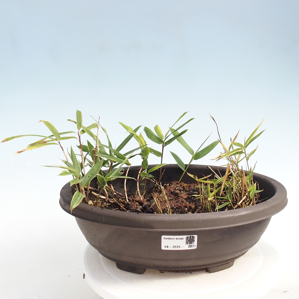Venkovní bonsai - Sasaella masamuneana Albostriata - Bambus panašovaný