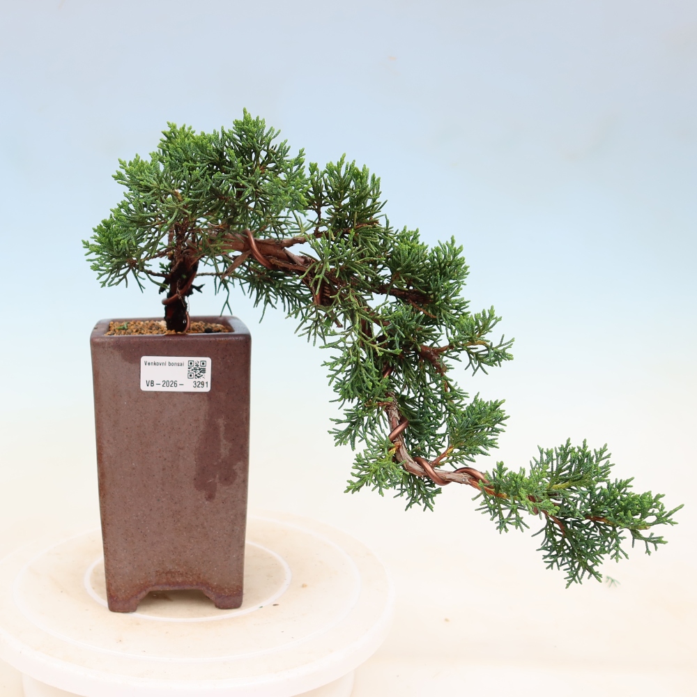 Venkovní bonsai - Juniperus chinensis Kishu -Jalovec čínský