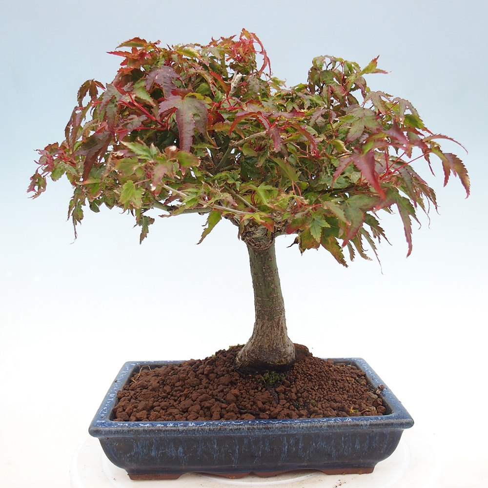 Acer palmatum KIOHIME - Javor dlanitolistý