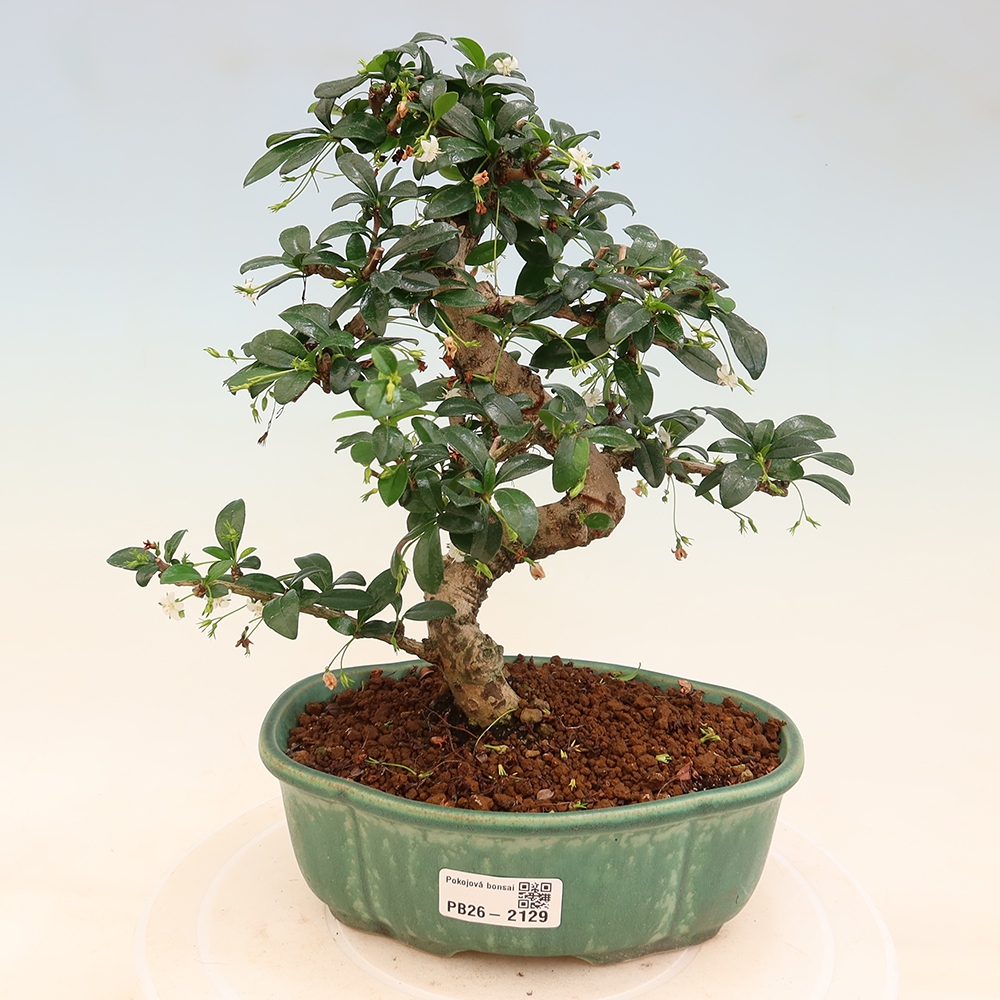 Pokojová bonsai - Carmona macrophylla - Čaj fuki
