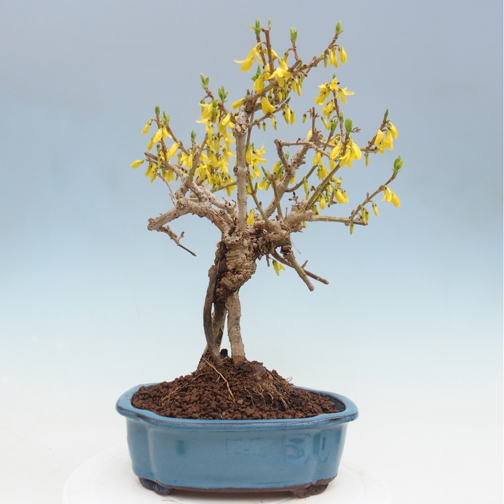 Venkovní bonsai - Zlatice - Forsythia koreana