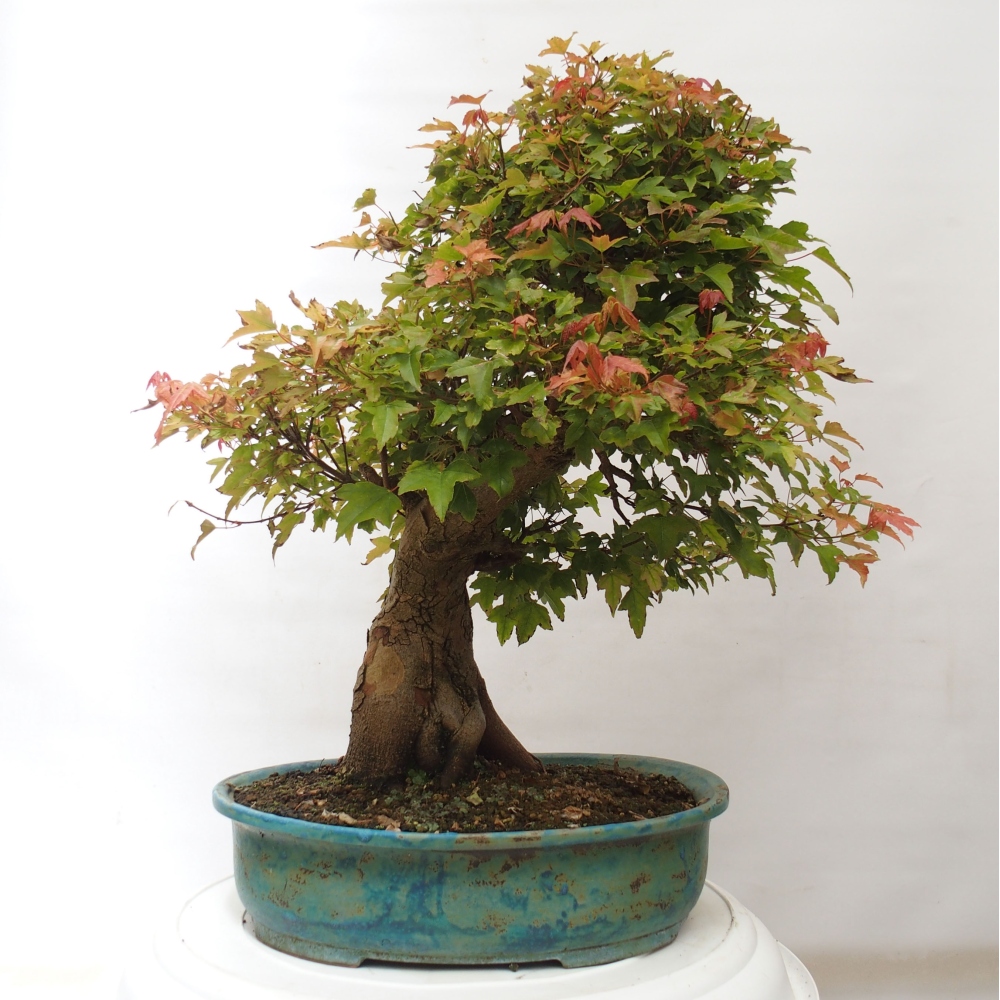 Venkovní bonsai - Acer Buergerianum - Javor Burgerův