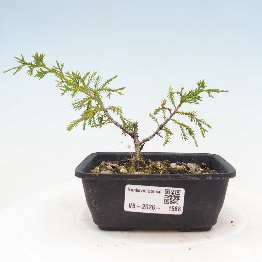 Venkovní bonsai - Juniperus chinensis Itoigawa -Jalovec čínský