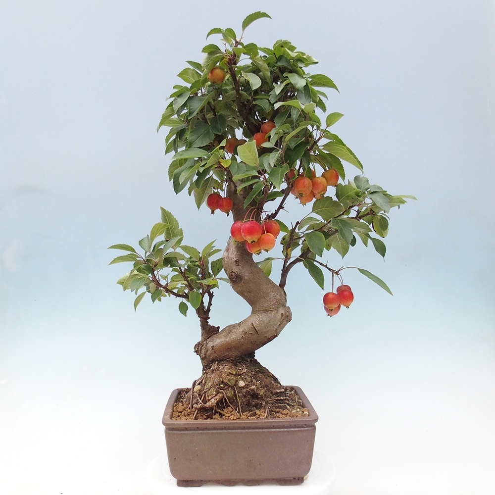 Venkovní bonsai -Malus halliana - Maloplodá jabloň
