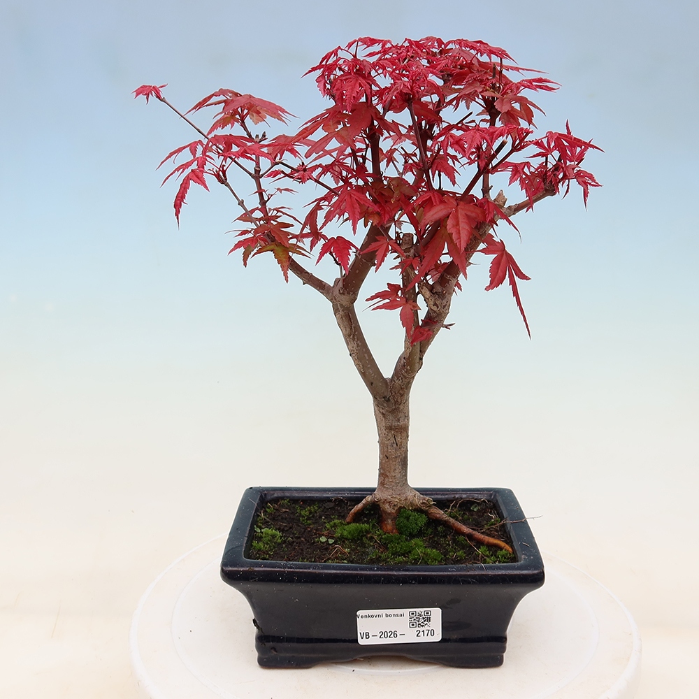 Venkovní bonsai - Javor dlanitolistý - Acer palmatum DESHOJO