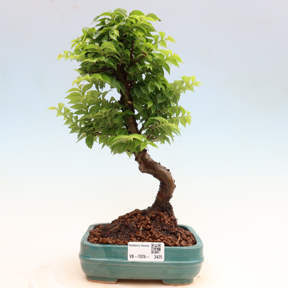 Venkovní bonsai - Ulmus Jacqueline Hillier - Jilm nádherný