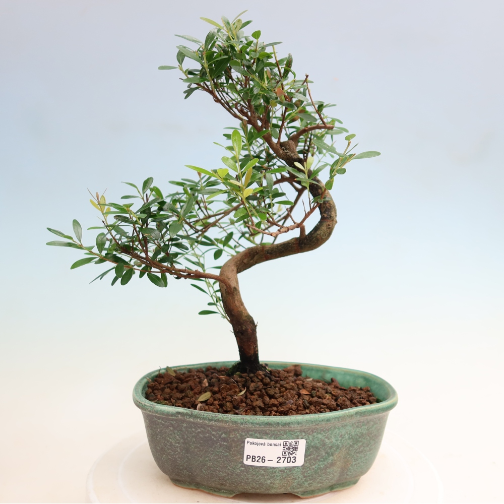 Pokojová bonsai - Syzygium - Pimentovník
