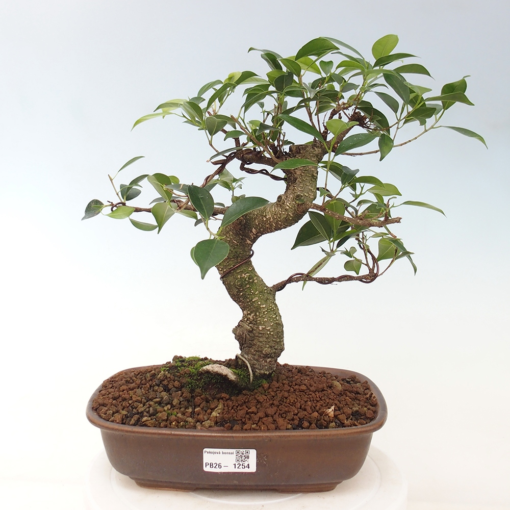 Pokojová bonsai - Ficus kimmen -  malolistý fíkus