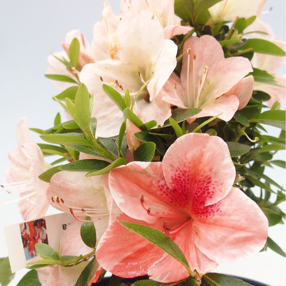 Venkovní bonsai - Japonská azalka - Azalea Asazakura