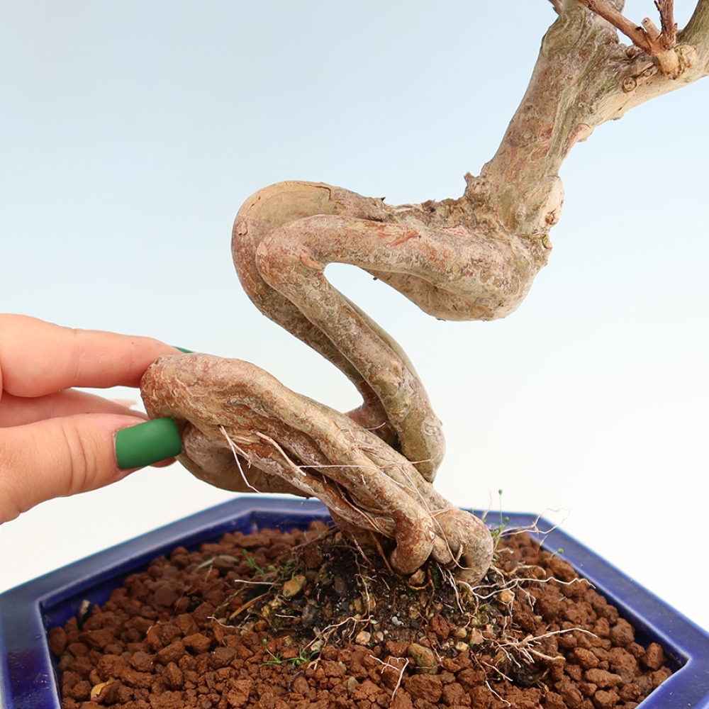 Pokojová bonsai - Lagerstroemia indica - indický šeřík