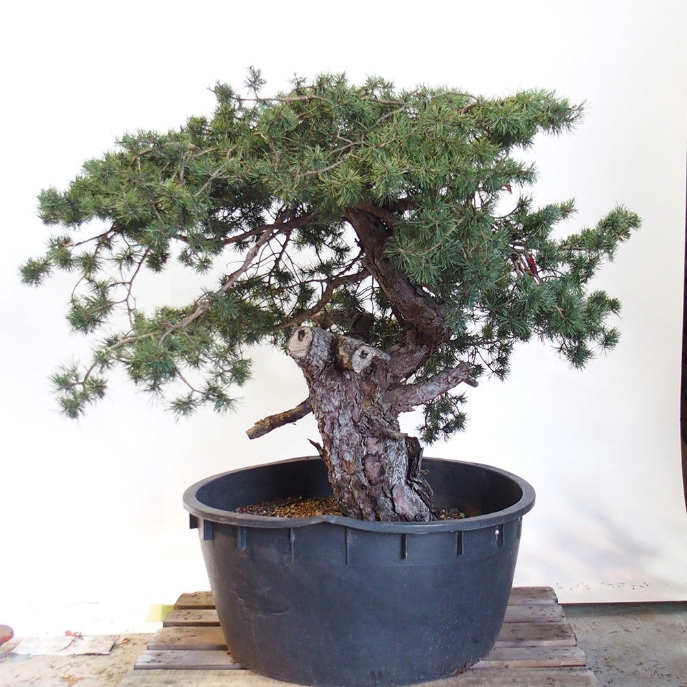 Yamadori - Pinus sylvestris - Borovice lesní - Španělsko