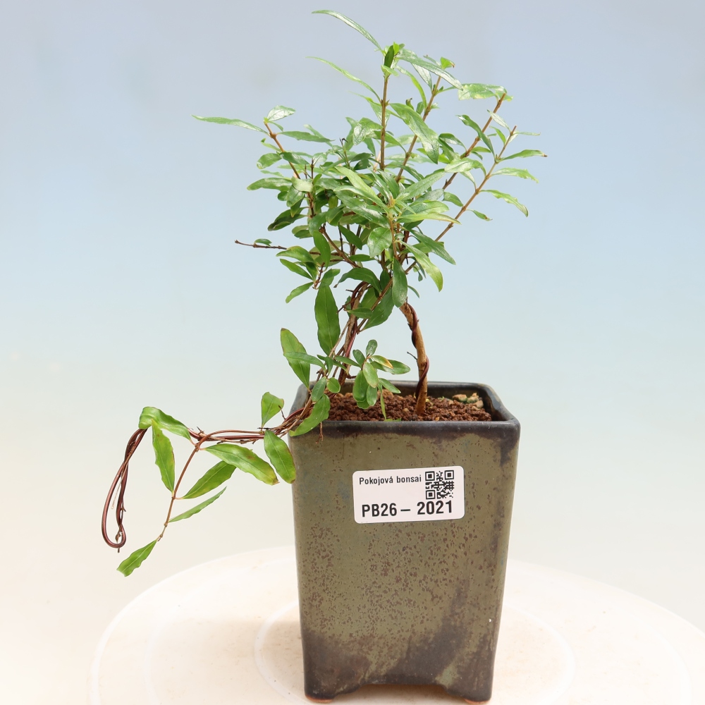 Pokojová bonsai-PUNICA granatum nana-Granátové jablko