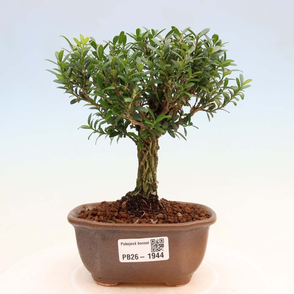 Pokojová bonsai - Buxus harlandii -korkový buxus