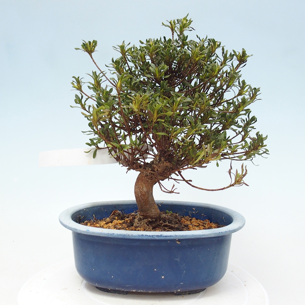 Venkovní bonsai - Japonská azalka - Azalea Ryusen