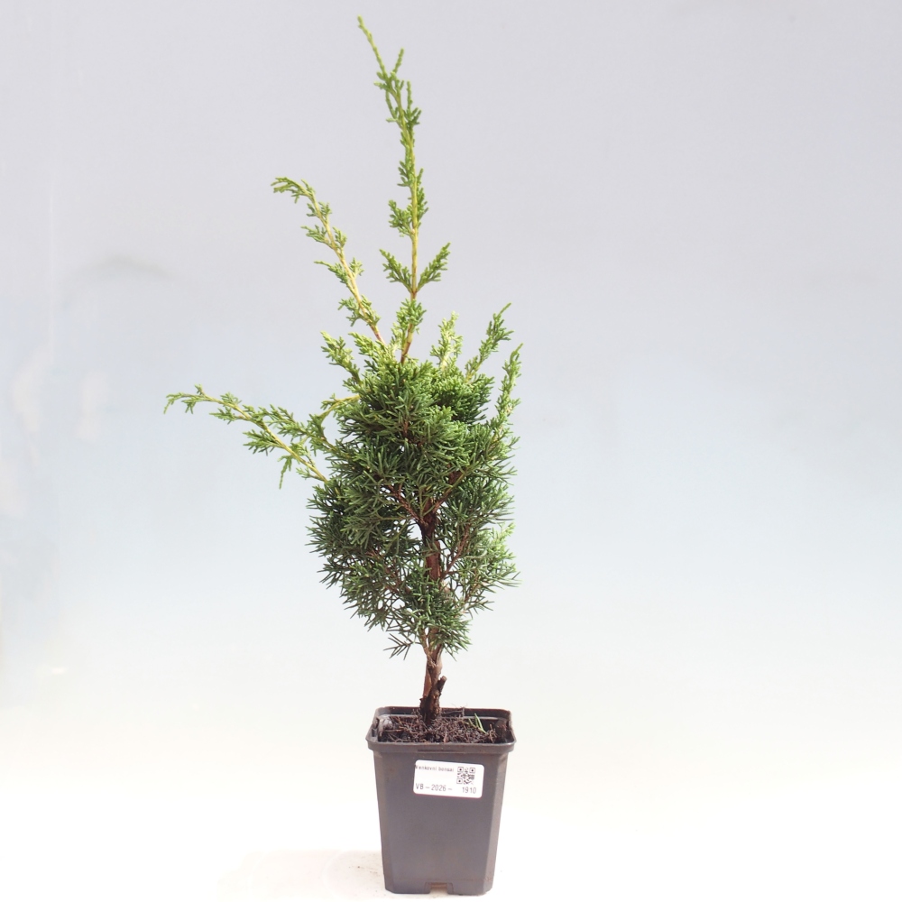 Venkovní bonsai - Juniperus chinensis Kishu -Jalovec čínský
