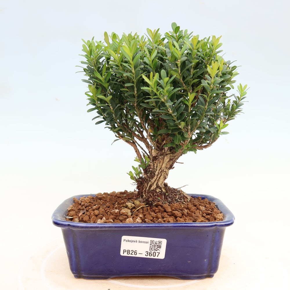 Pokojová bonsai - Buxus harlandii -korkový buxus