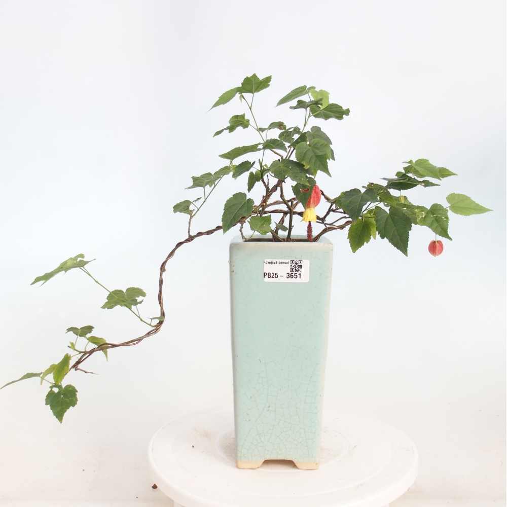 Pokojová bonsai - Abutilon Big Bell - Mračňák poříční