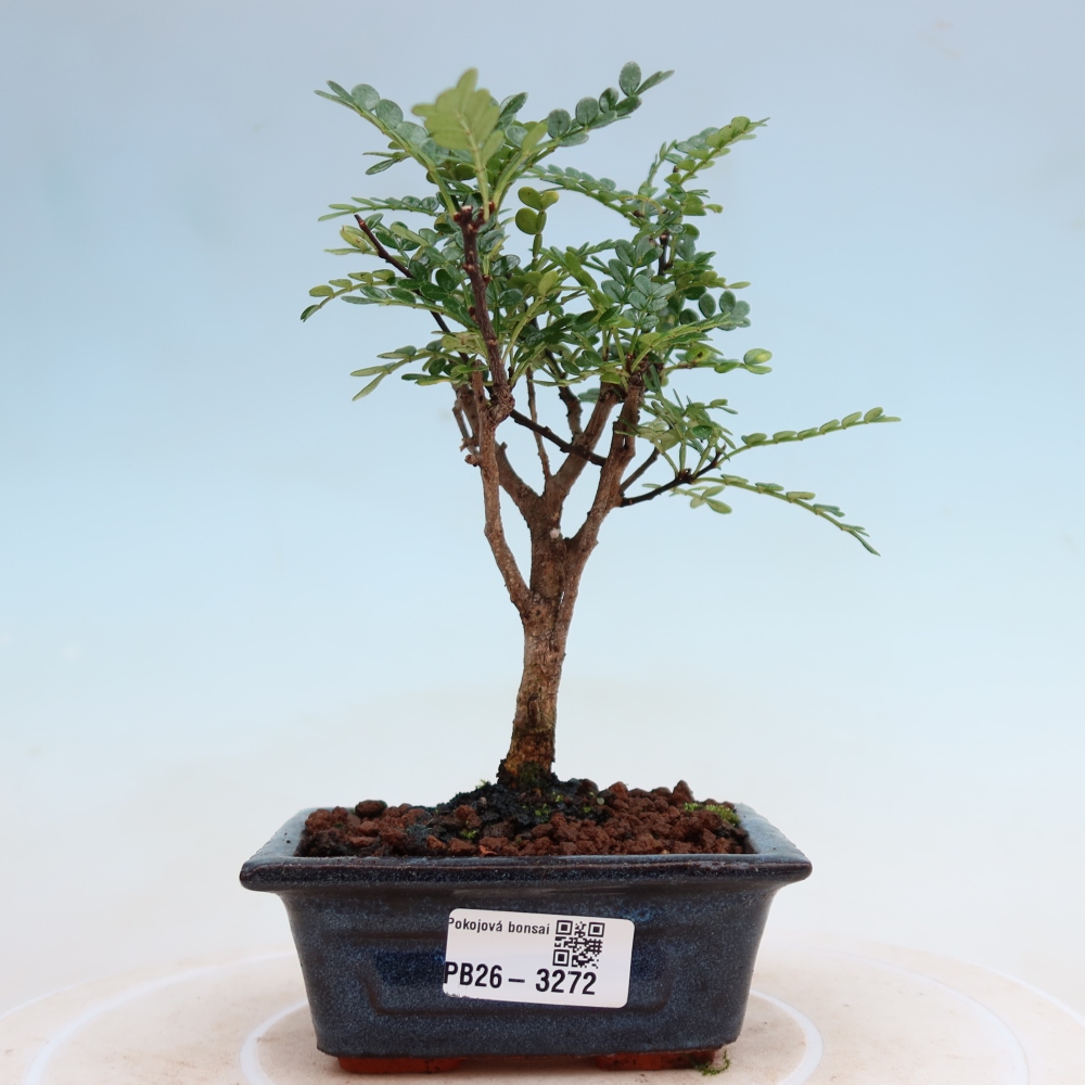 Pokojová bonsai - Zantoxylum piperitum - pepřovník
