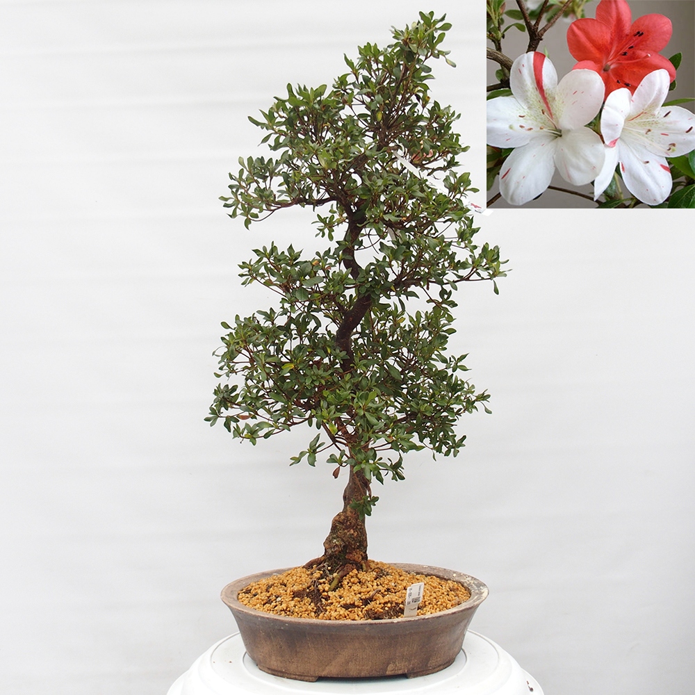 Venkovní bonsai - Japonská azalka - Azalea Kisshoten