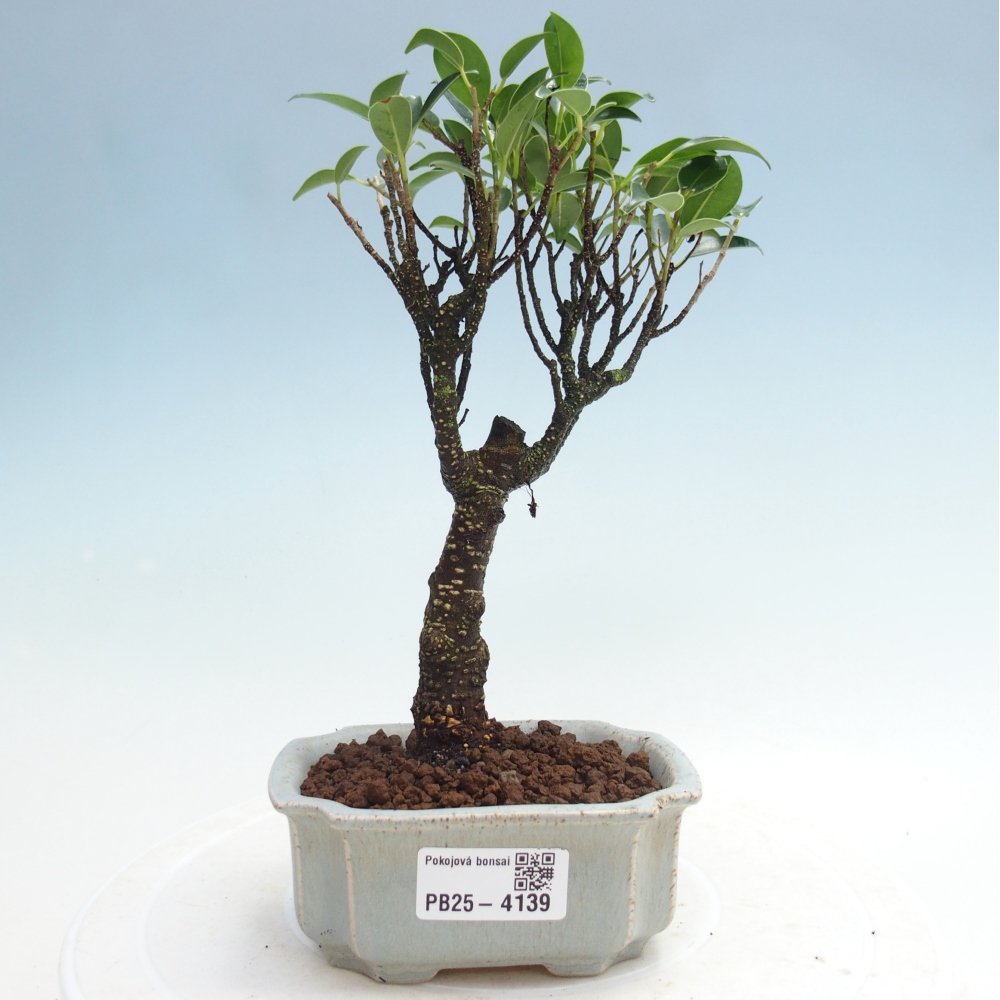 Pokojová bonsai Ficus retusa kimmen