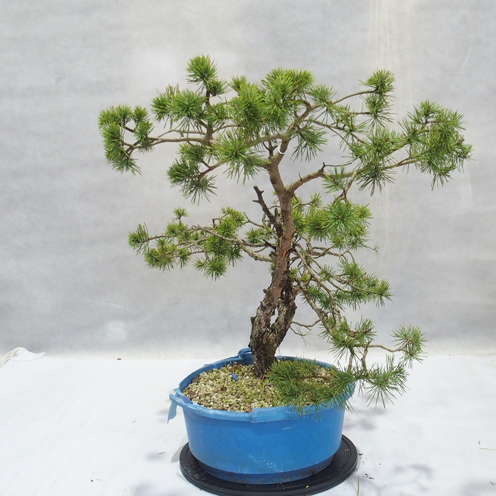 Yamadori - Pinus sylvestris 