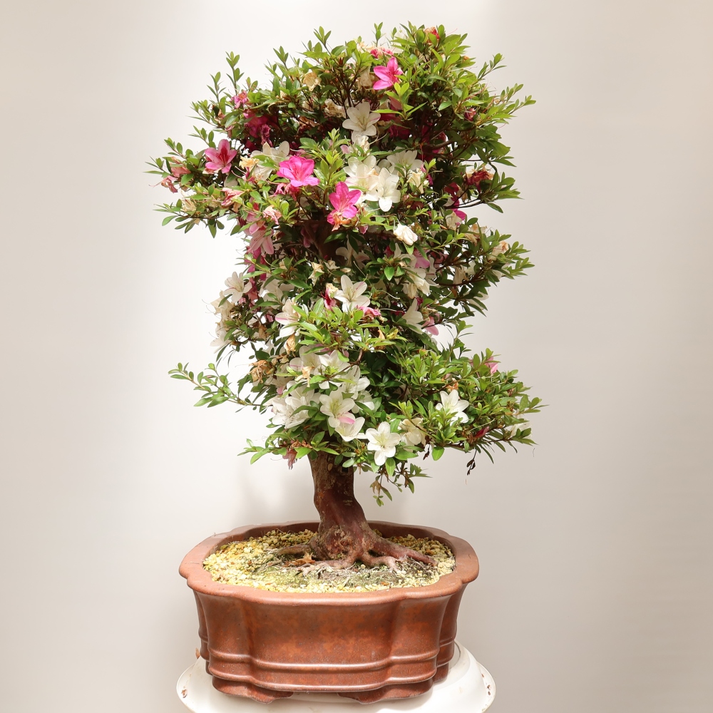 Venkovní bonsai - Japonská azalka - Azalea Shunen