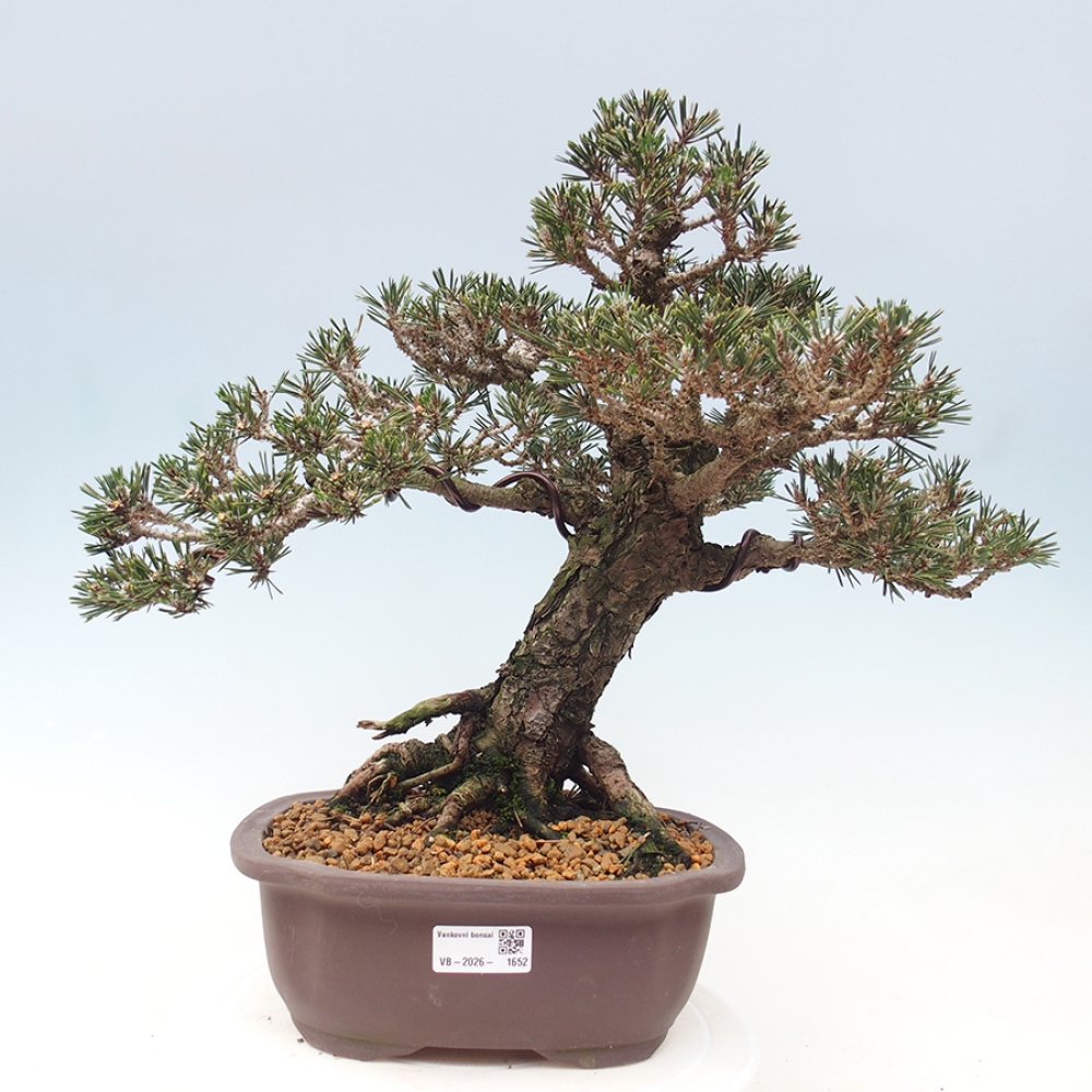 Venkovní bonsai - Pinus thunbergii Kotobuki - Borovice thunbergova