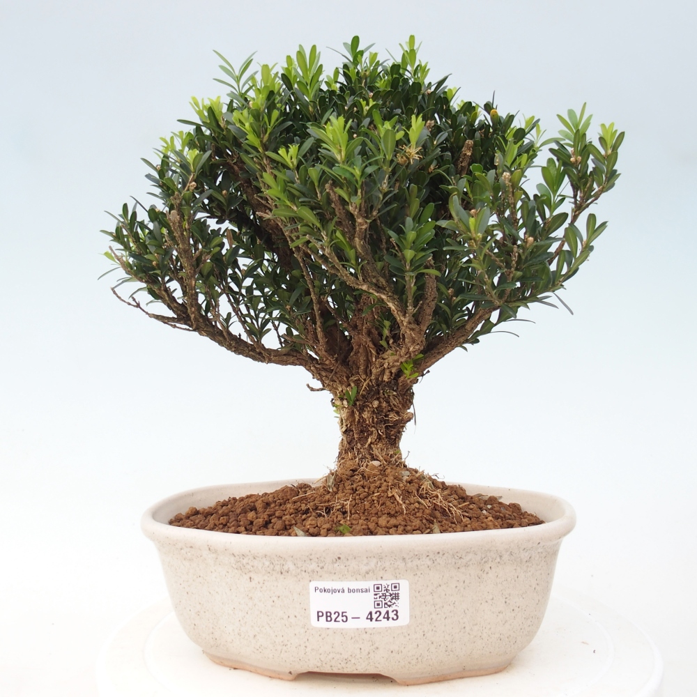 Pokojová bonsai - Buxus harlandii - korkový buxus