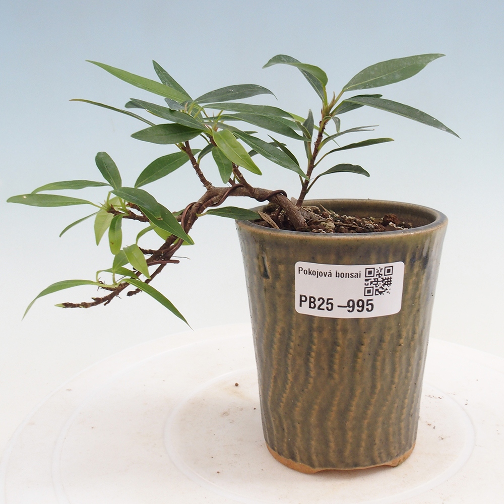 Pokojová bonsai - Ficus nerifolia -  malolistý fíkus