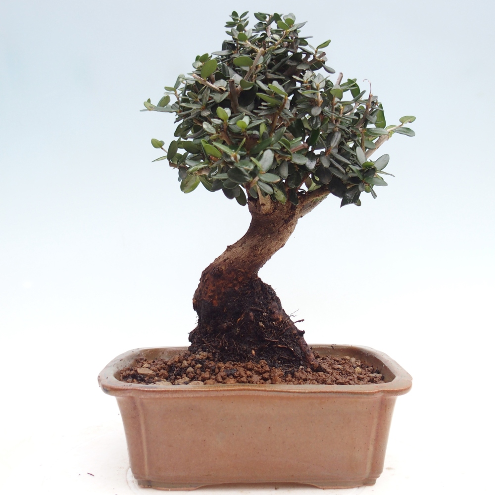 Pokojová bonsai - Olea europaea sylvestris -Oliva evropská drobnolistá