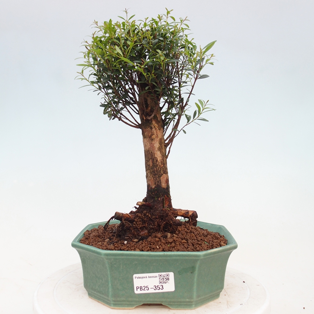Pokojová bonsai - Syzygium - Pimentovník
