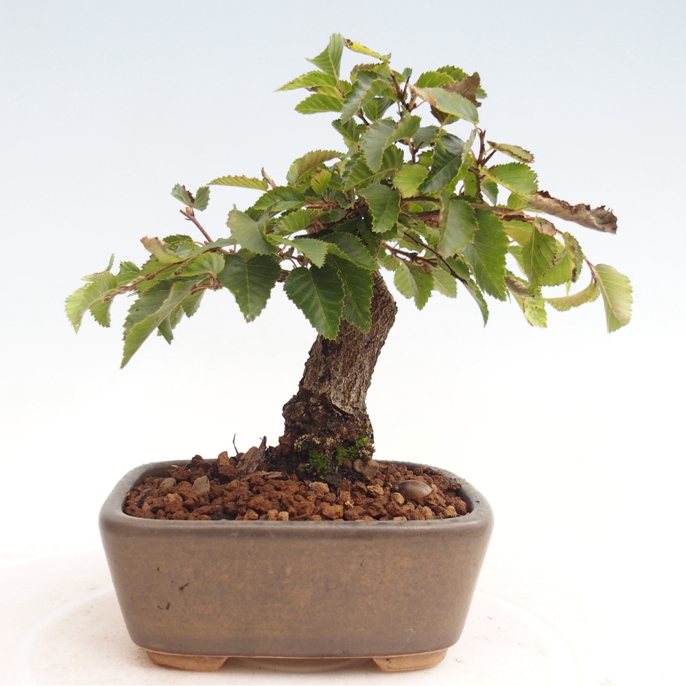 Venkovní bonsai -Carpinus CARPINOIDES - Habr korejský
