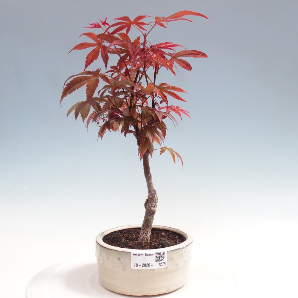 Venkovní bonsai - Acer palm. Atropurpureum-Javor dlanitolistý