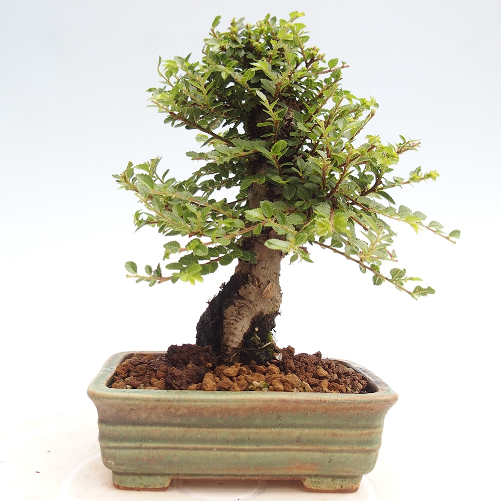 Venkovní bonsai - Ulmus parvifolia Hokkaido - jilm Činski