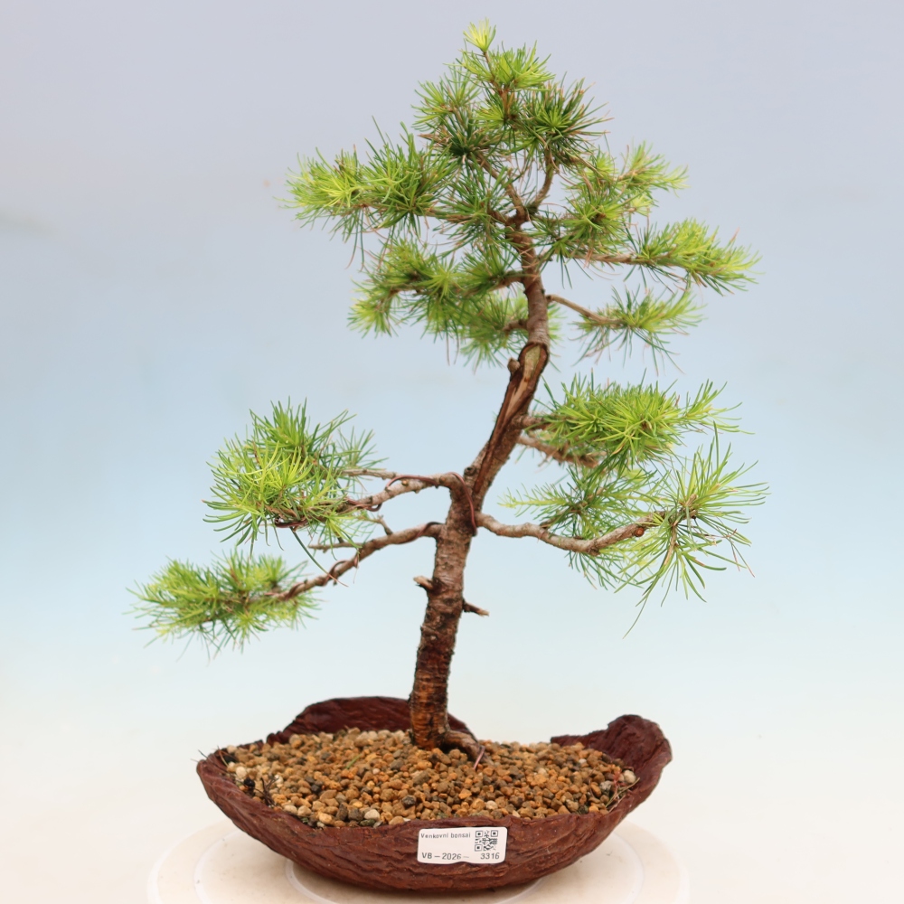 Venkovní bonsai -Larix decidua - Modřín opadavý 