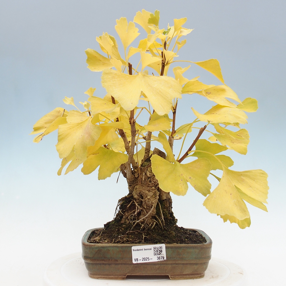 Venkovní bonsai - Jinan dvoulaločný - Ginkgo biloba