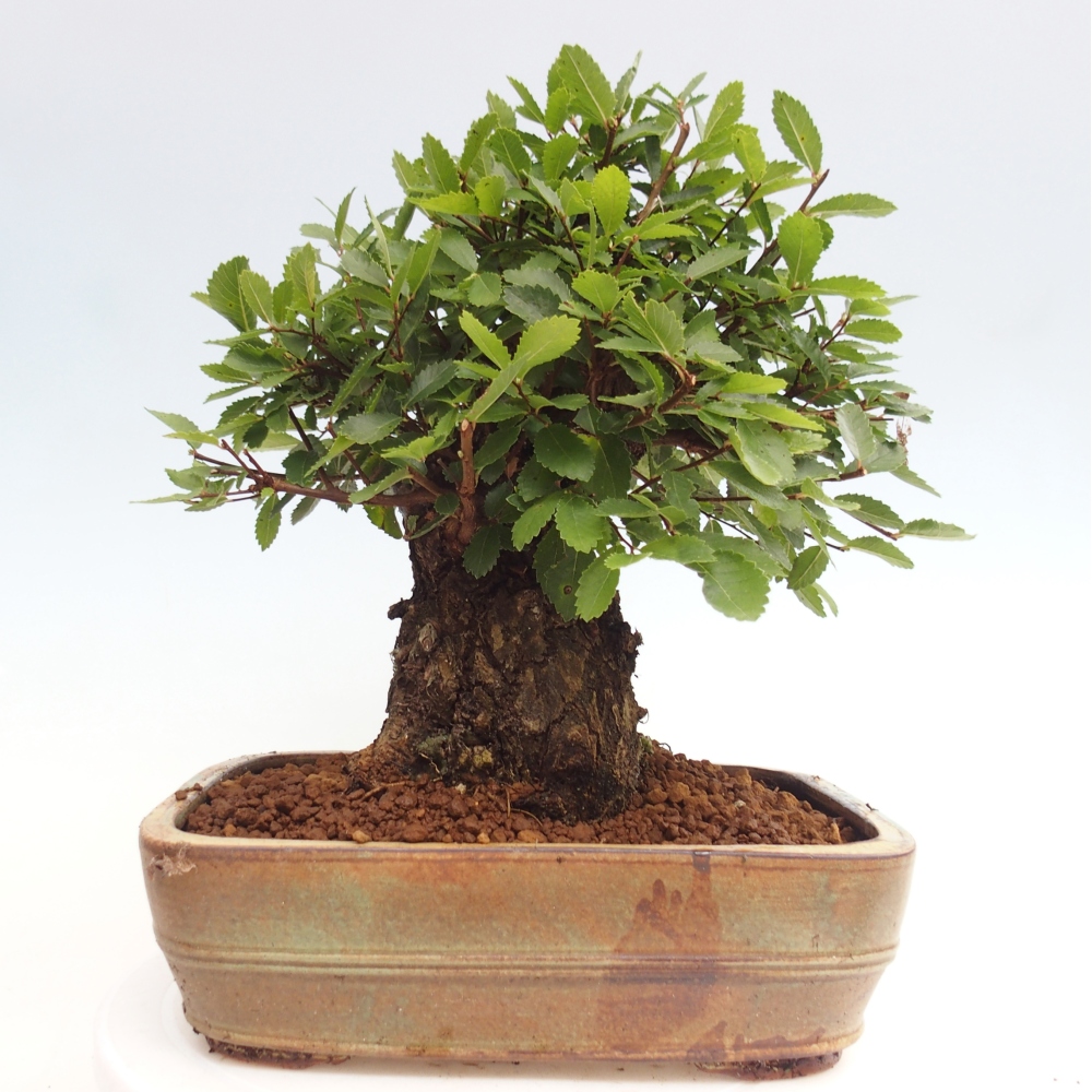 Venkovní bonsai - Zelkova - Zelkova NIRE