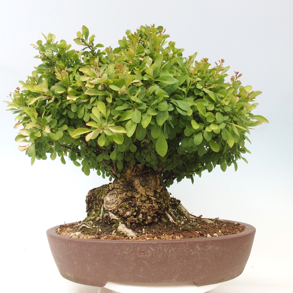 Venkovní bonsai - Dřišťál - Berberis thunbergii atropurpurea