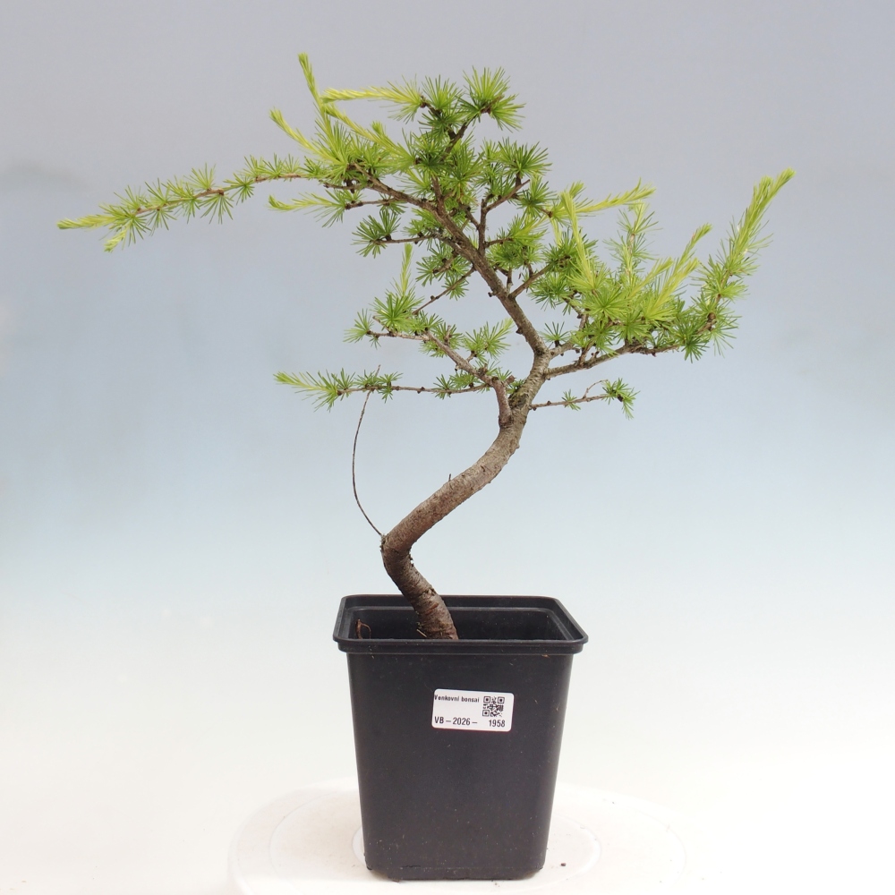 Venkovní bonsai -Larix decidua - Modřín opadavý 