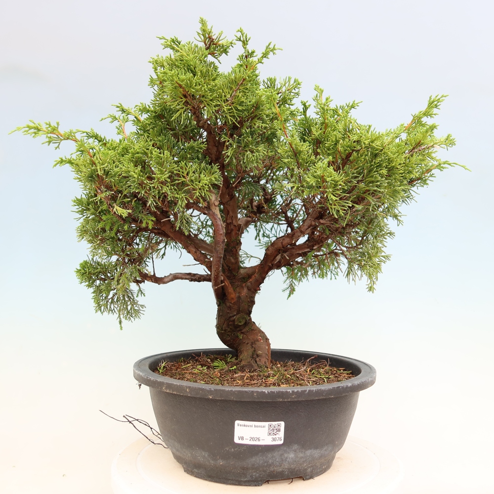 Venkovní bonsai - Juniperus chinensis Itoigawa-Jalovec čínský