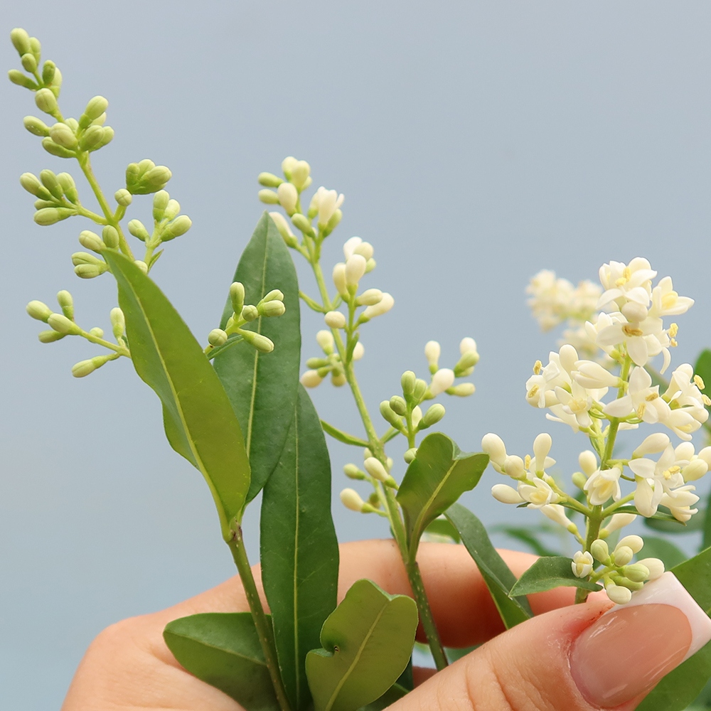 Venkovní bonsai - Ligustrum vulgare - Ptačí zob