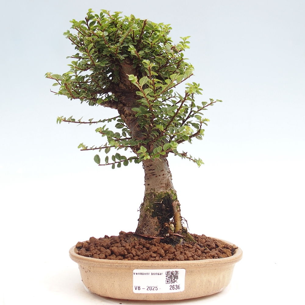 Venkovní bonsai - Ulmus parvifolia Hokkaido - jilm Čínský
