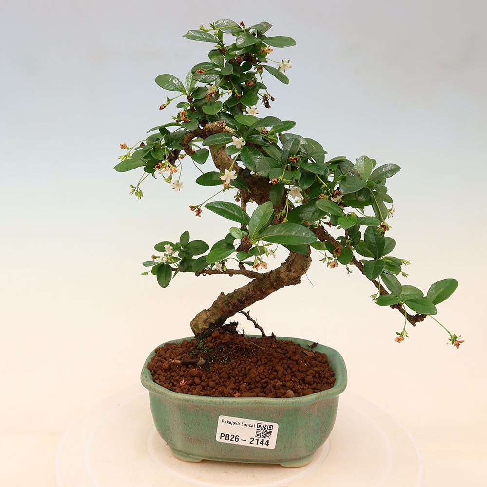 Pokojová bonsai - Carmona macrophylla - Čaj fuki