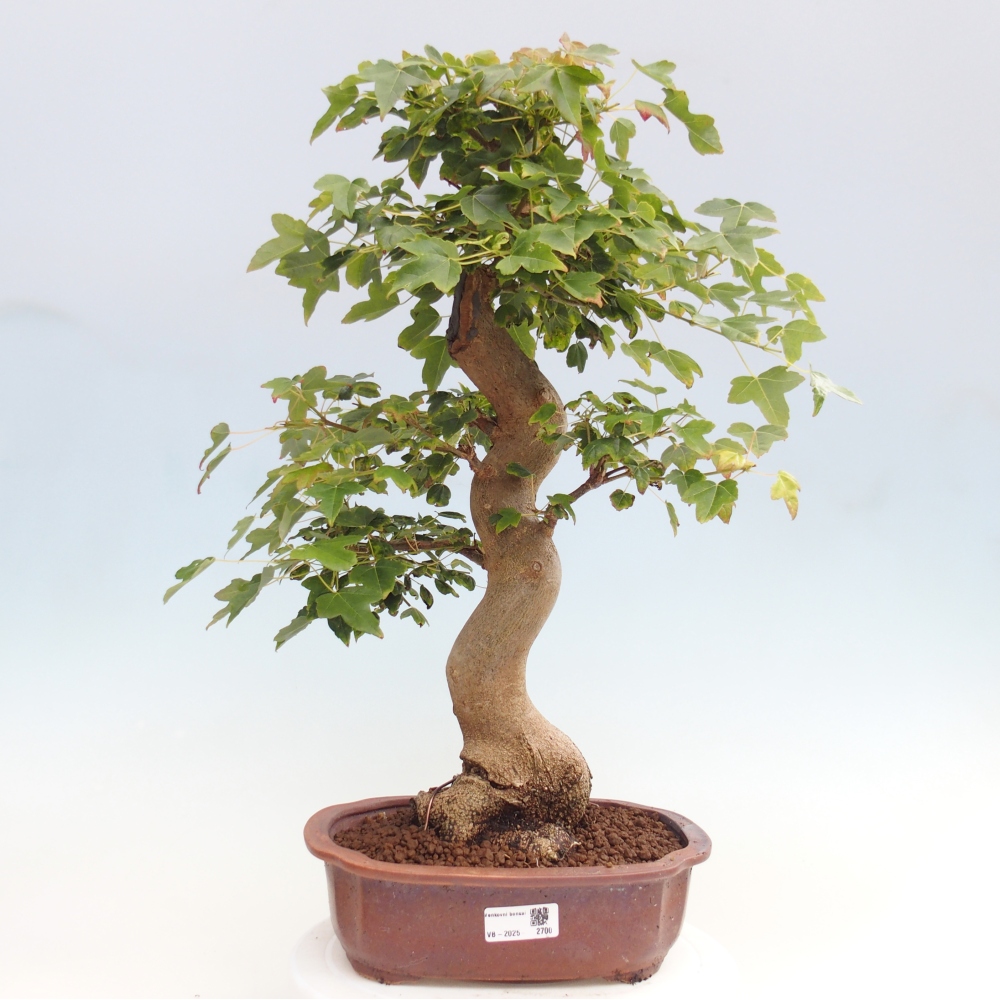 Venkovní bonsai - Acer Buergerianum - Javor Burgerův