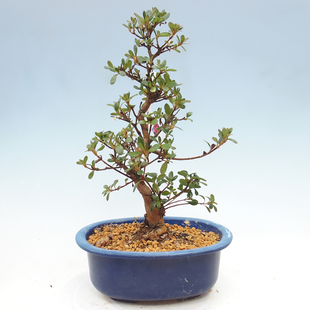 Venkovní bonsai - Japonská azalka - Azalea Kobai